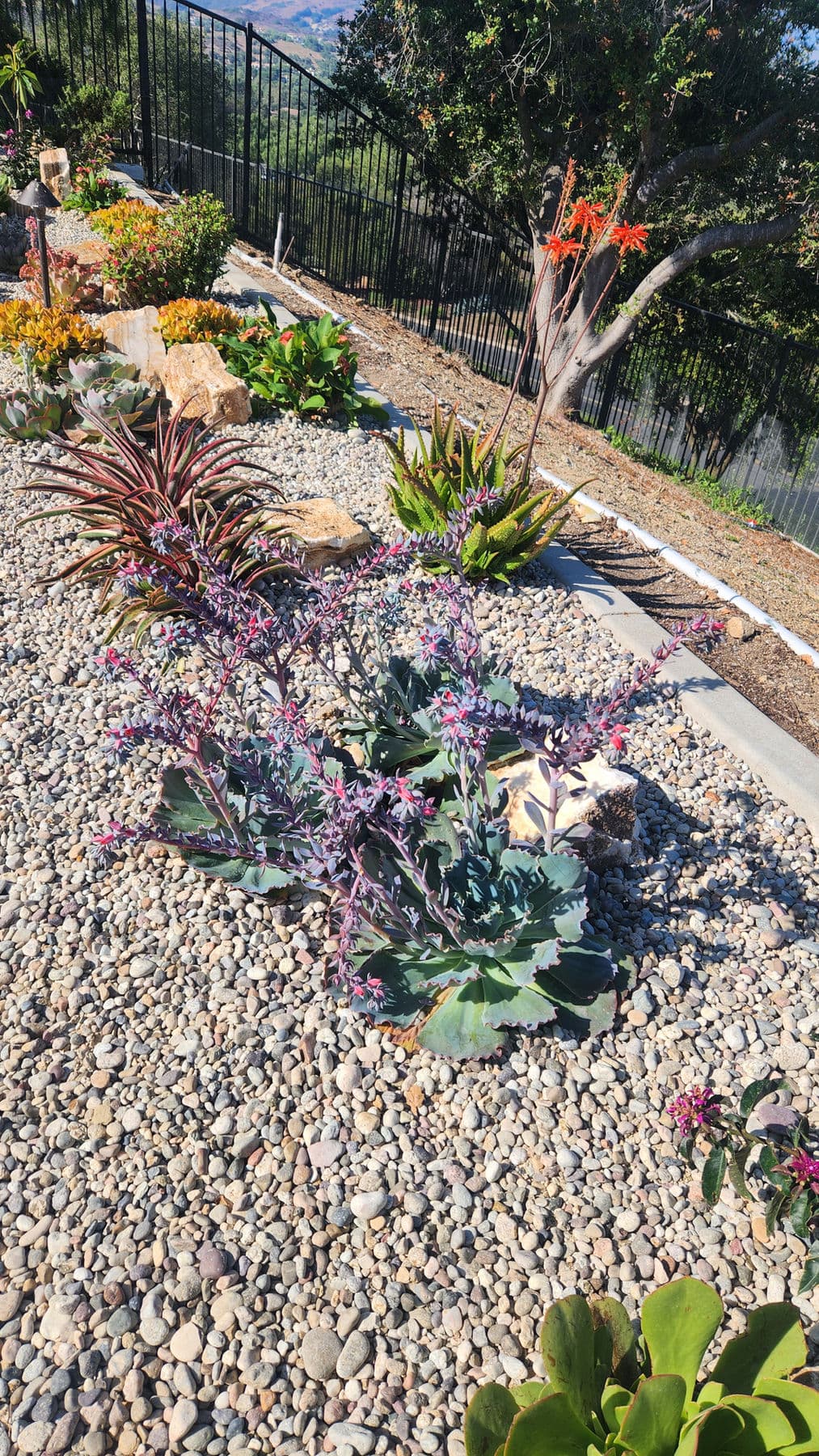 Desert Garden — 2