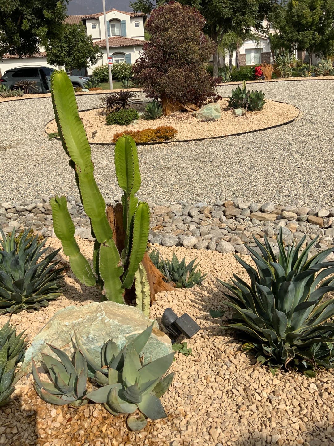 Desert Garden — 3