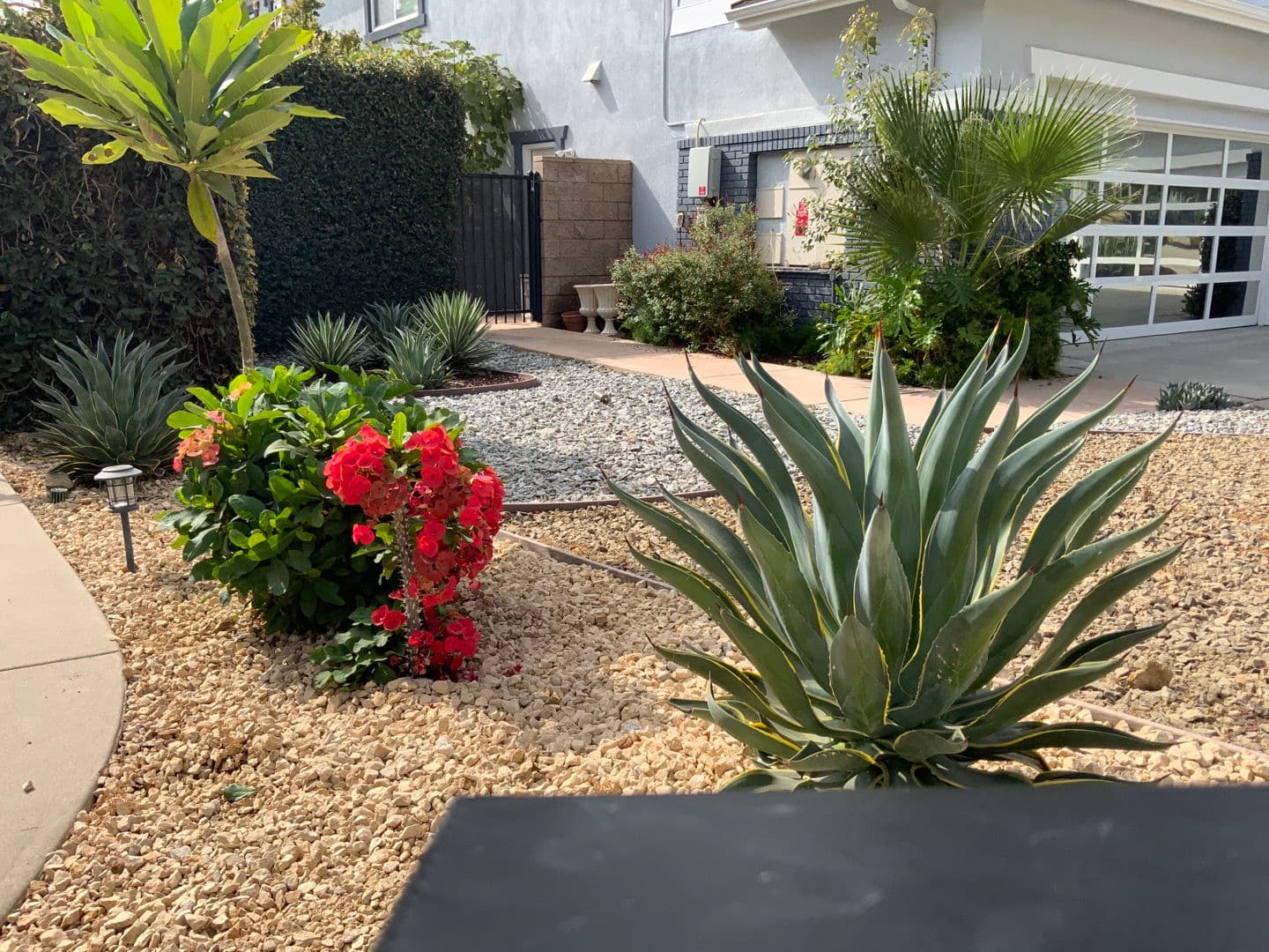 Desert Garden — 4