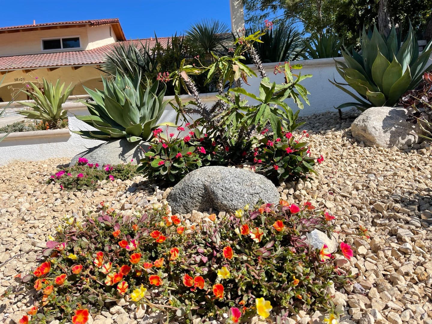 Desert Garden — 5